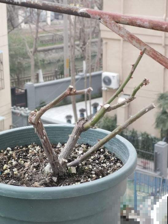 施肥记住6口诀,轻松养爆100盆花,春天家里变花海 施肥记住6口诀,轻松养爆100盆花,春天家里变花海