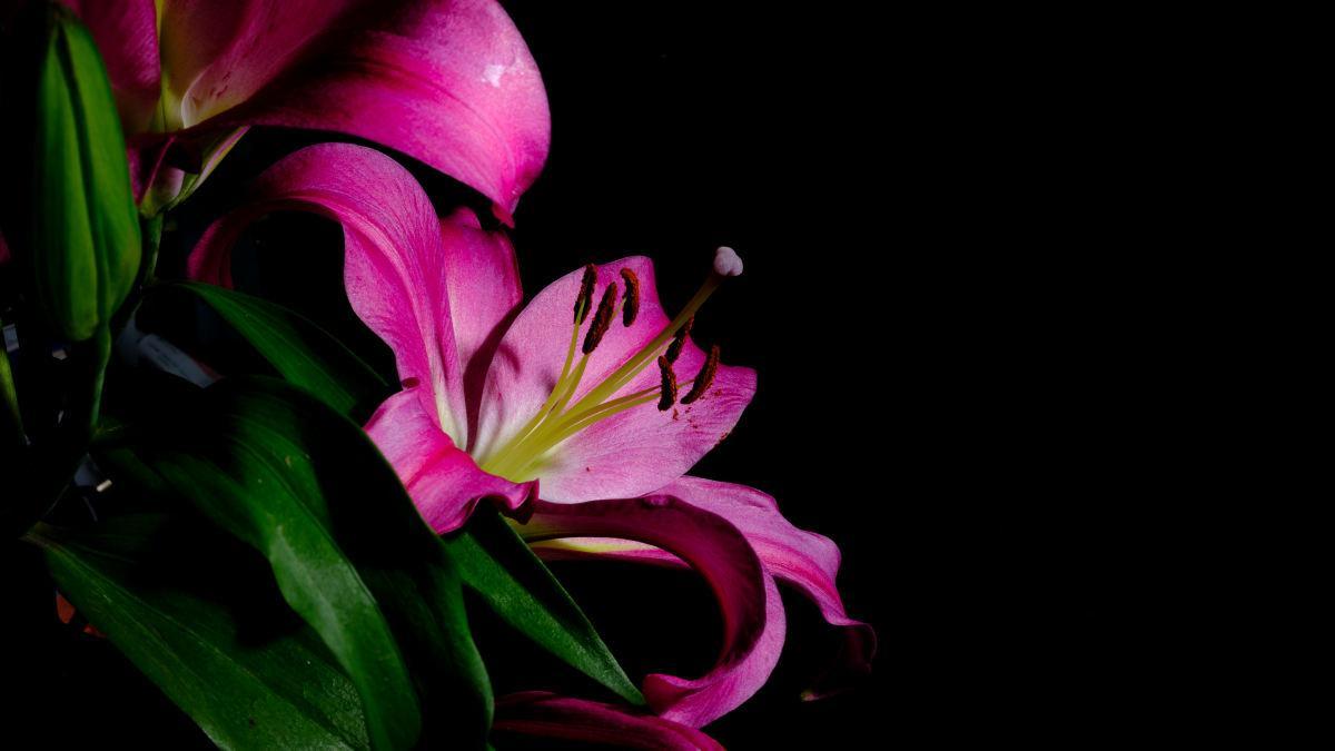 8种有毒花,养护需要远离卧室,对健康不好 8种有毒花,养护需要远离卧室,对健康不好