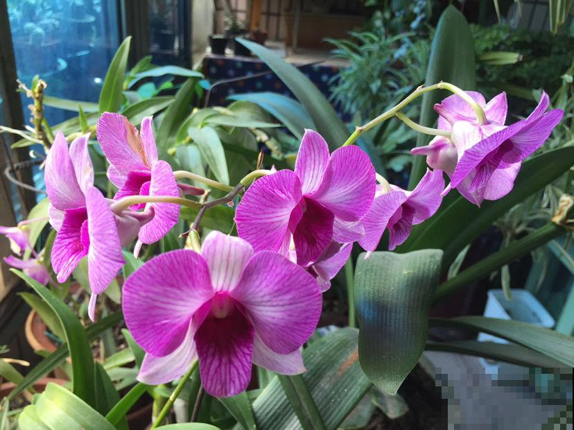 超级耐阴的植物，不用光也能长得旺，还能呼呼开花