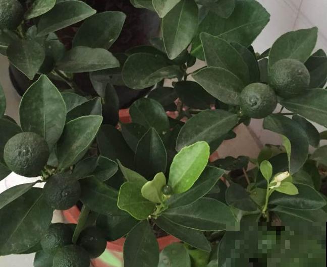 沃柑栽培很简单，学会这4步，轻松养殖