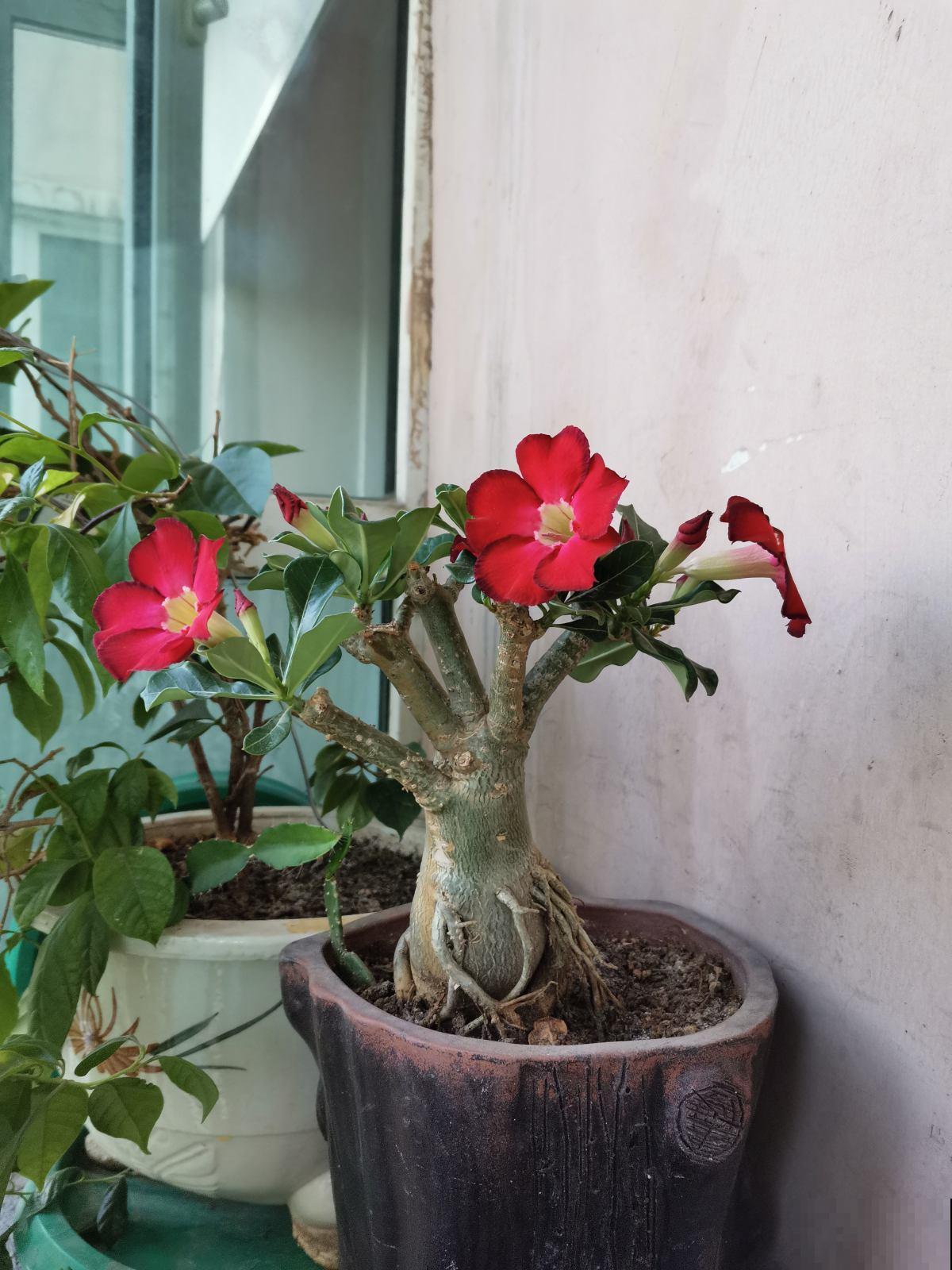 养花要注意,家中4个地方不能放花,后果承担不起 养花要注意,家中4个地方不能放花,后果承担不起