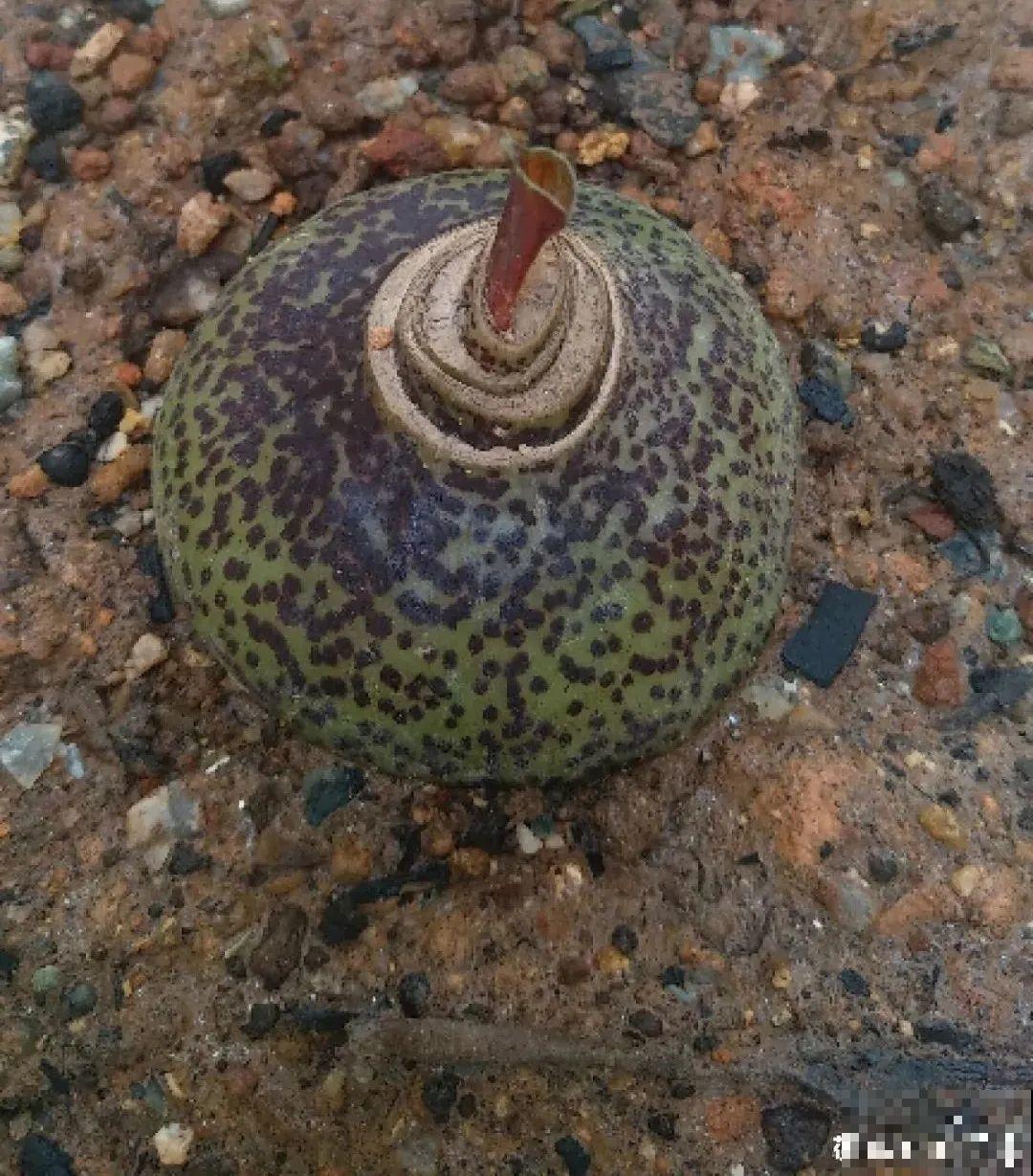 过年烟花没看够，快养这9种花，开花更美