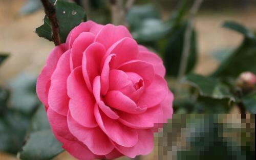 3种花新手还是放弃吧,买了就等于浪费钱,很难养活 3种花新手还是放弃吧,买了就等于浪费钱,很难养活