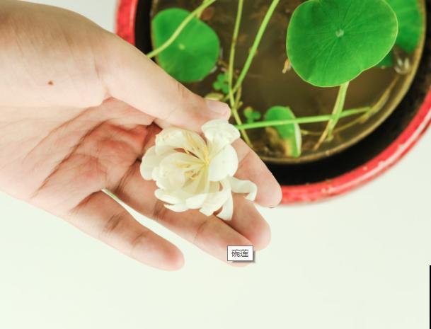 网上买的碗莲不开花，除了假货嫌疑，还和这3点有关