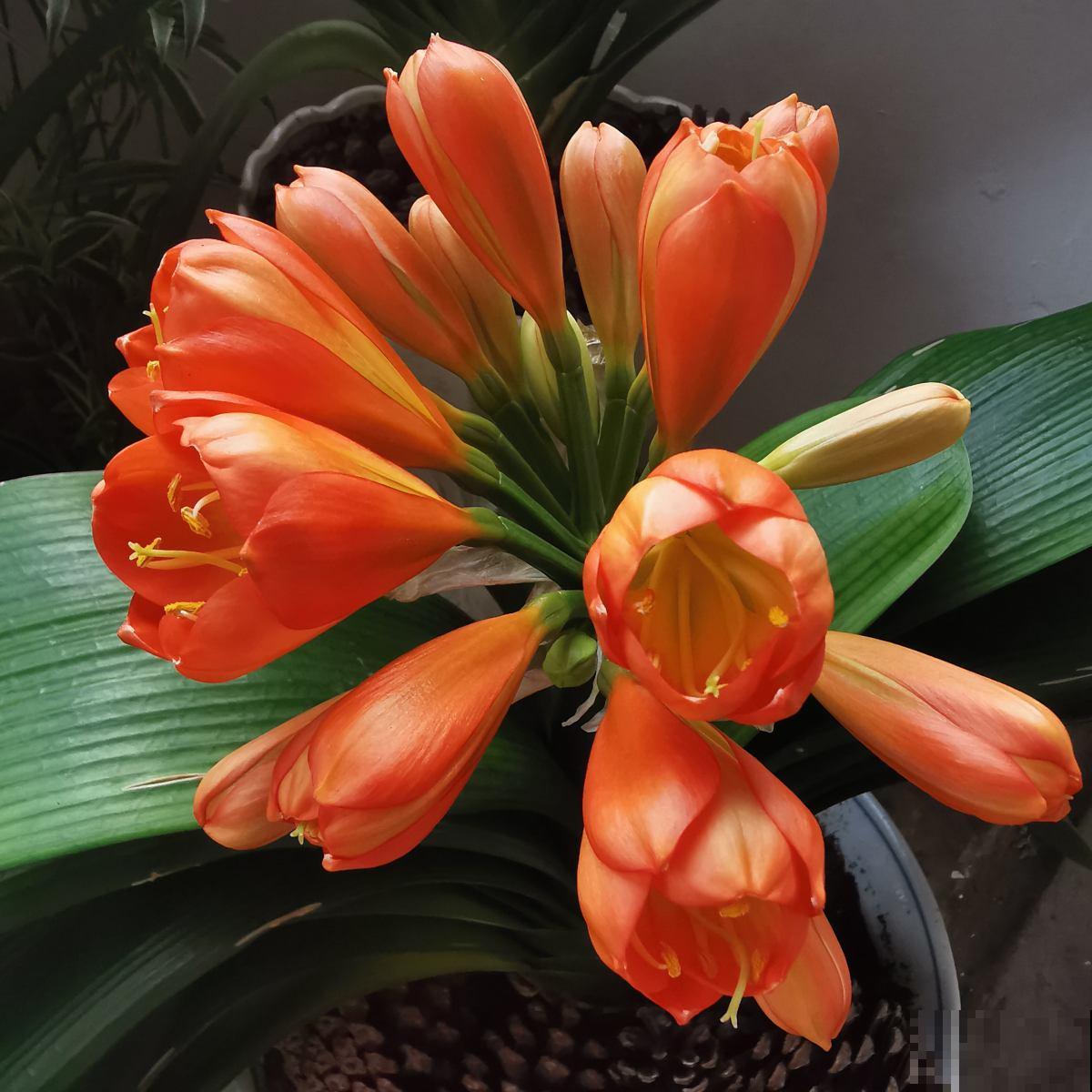 君子兰不开花，可别再信缘分未到，及时改善蹭蹭开花