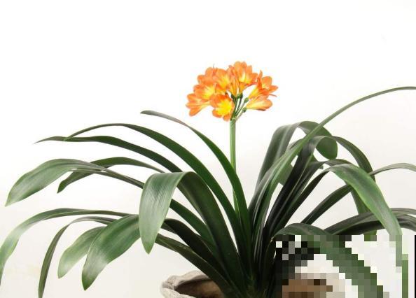 君子兰新叶发皱，和这4步有关，及时处理还能恢复