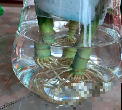 翠绿的富贵竹,在家3天就黄叶,原因你要知道 翠绿的富贵竹,在家3天就黄叶,原因你要知道