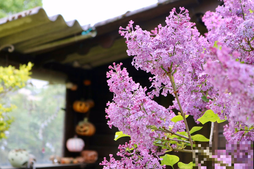 5种花，抗碱性很强，就适合种在北方