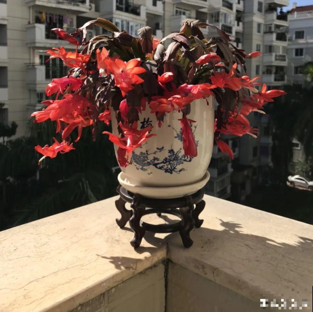 君子兰喝点油,爆花效果好,年年开出大花球 君子兰喝点油,爆花效果好,年年开出大花球