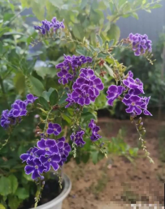 蕾丝金露花，耐热耐晒耐修剪，剪几下，变成“爆盆花”！