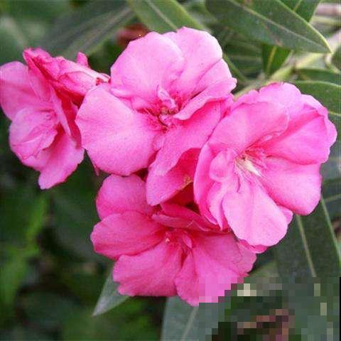 3种花公认“有害”,怎么还是要养呢,只因用处很大 3种花公认“有害”,怎么还是要养呢,只因用处很大