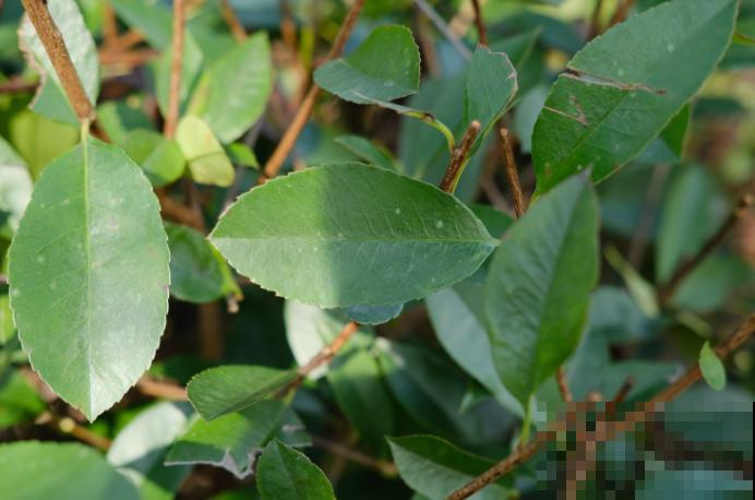 1种科属植物长得太像，不是大神根本分辨不出，你能认识多少