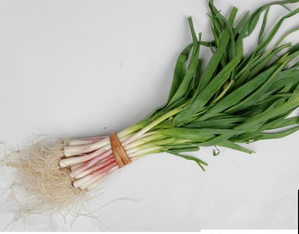 懒得买菜，快在家里盆栽蒜苗，轻松就能种植