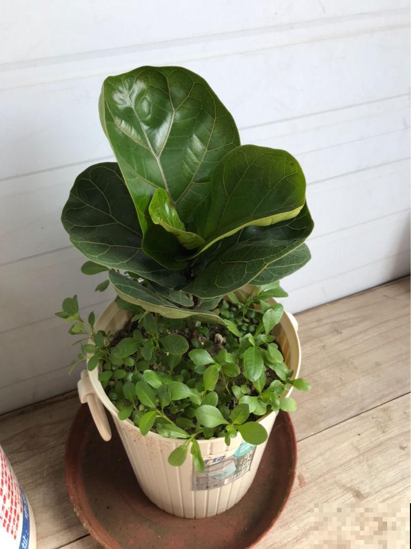 琴叶榕养着养着就“嗝屁”了,找对原因,分分钟成为绿植C位 琴叶榕养着养着就“嗝屁”了,找对原因,分分钟成为绿植C位