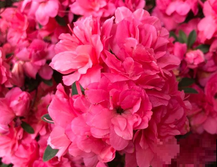 家里养盆杜鹃花，不要随意修剪，这3个时间修剪才能不出问题