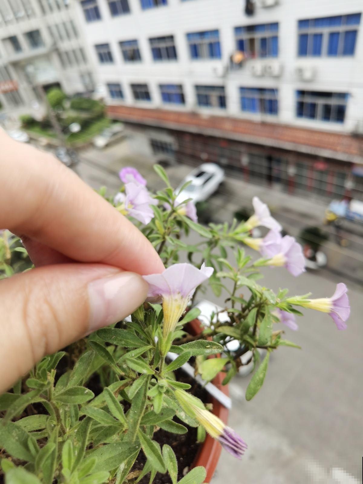 春天养花虫子多，民间3个笨办法，灭虫安全又放心