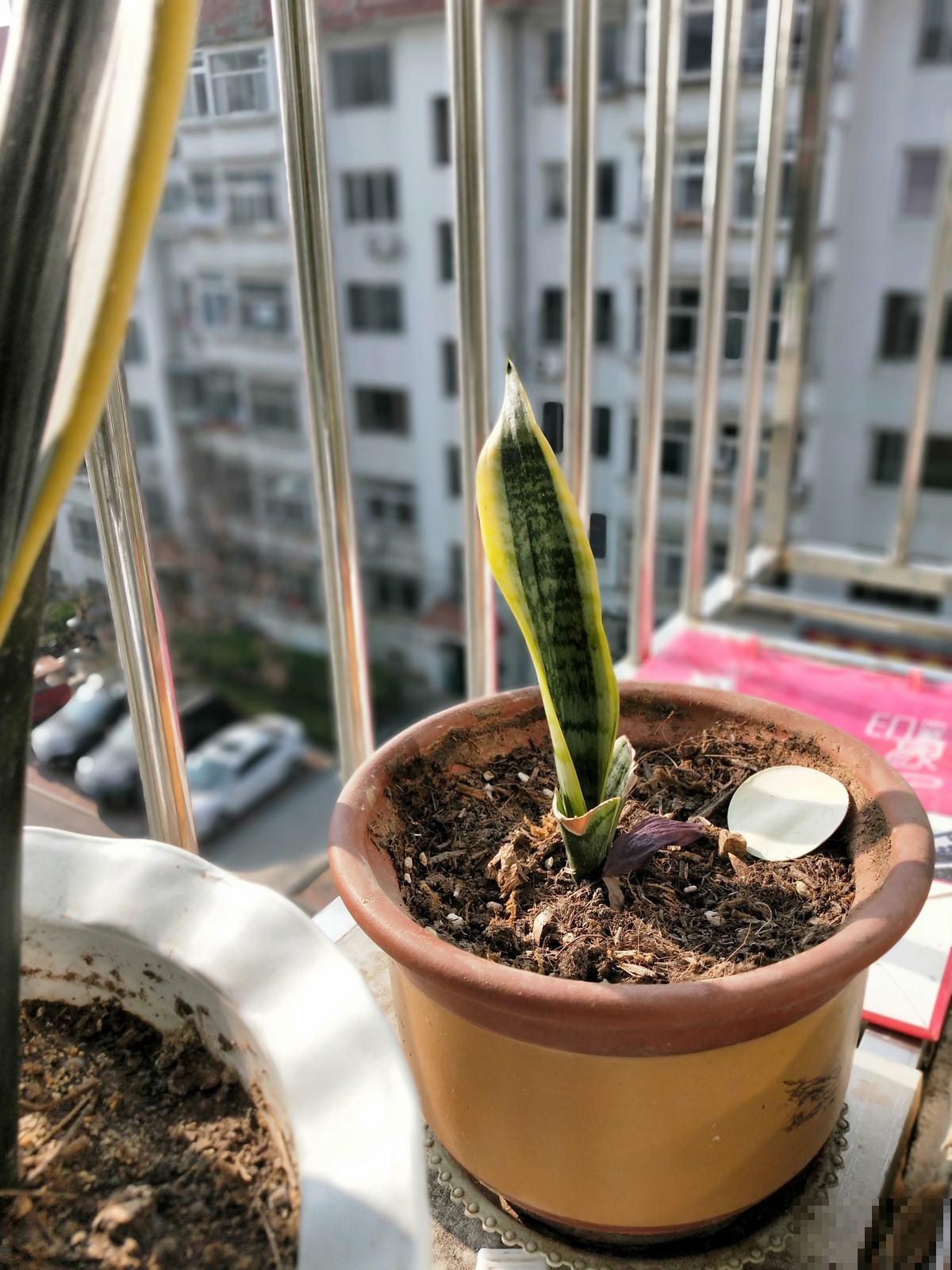 虎皮兰春天反而养“烂”了,解决根部问题很重要,呼呼窜出小钢芽 虎皮兰春天反而养“烂”了,解决根部问题很重要,呼呼窜出小钢芽