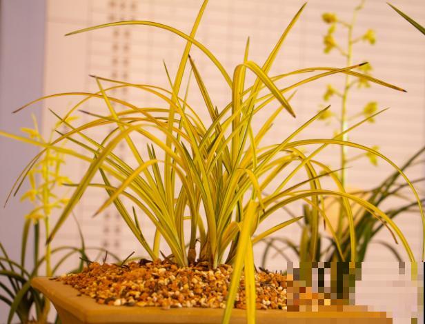 兰花要想使用磷酸，这2个月份使用最好，方法很简单