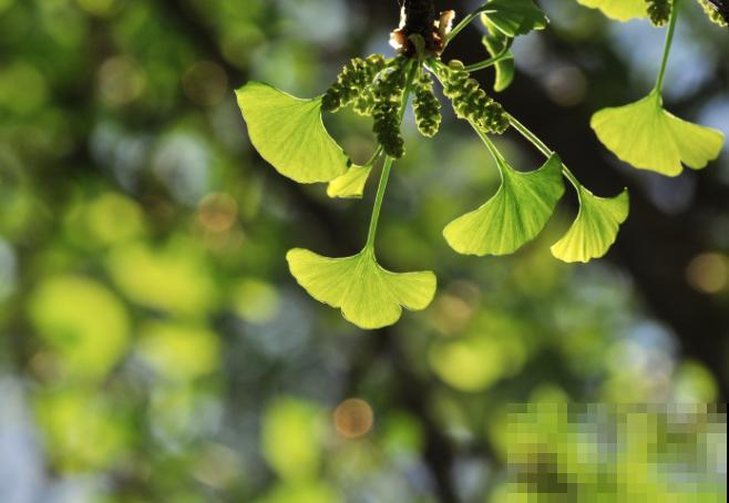 银杏树种植简单，记住这4步，养殖简单