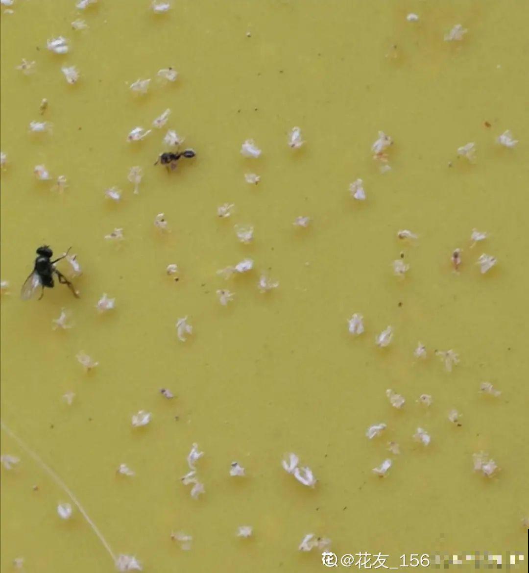 春天请个“护花神”,杀虫效果好,安全放心无污染 春天请个“护花神”,杀虫效果好,安全放心无污染