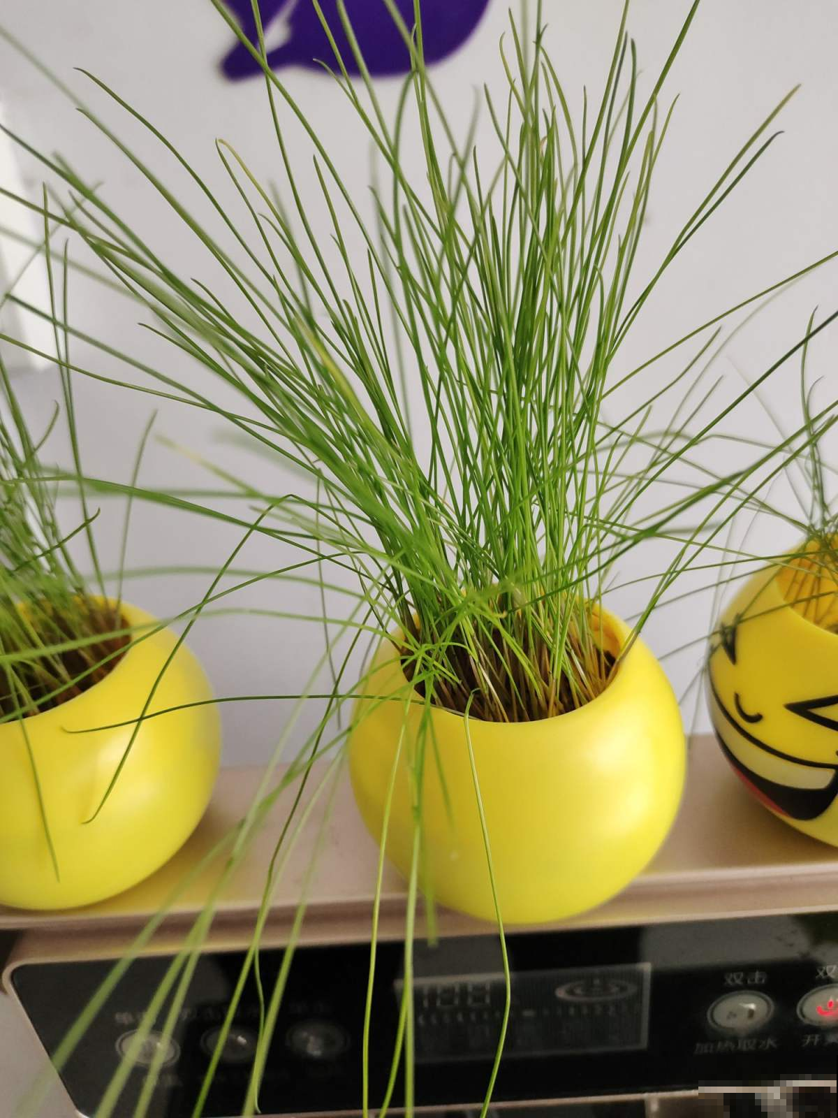 春天路边开满花，30种花能认识一半，就是植物大神