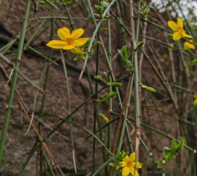 常见的4种植物,只开花不结果,开花观赏性极佳 常见的4种植物,只开花不结果,开花观赏性极佳