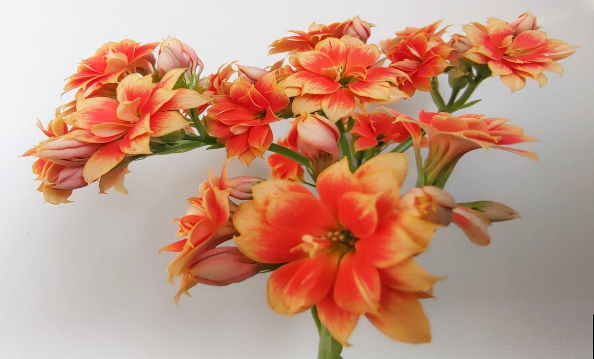 新年有新的福气花，生肖对应的花，就是你的幸运花