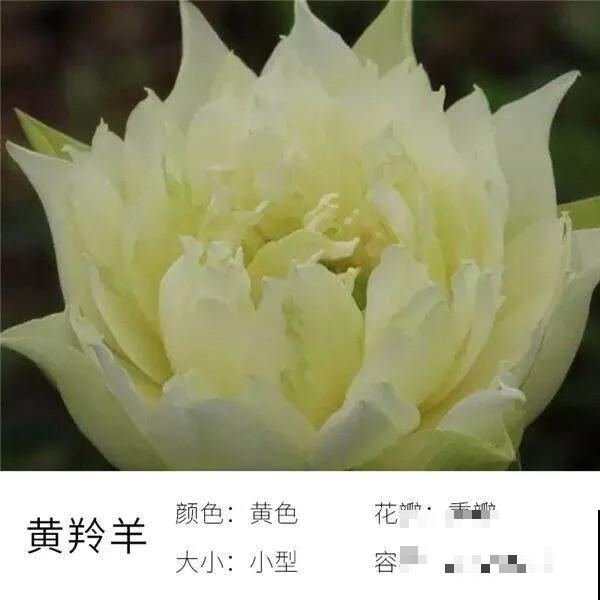 碗里就能种的荷花，1节藕种土里，初夏就开花