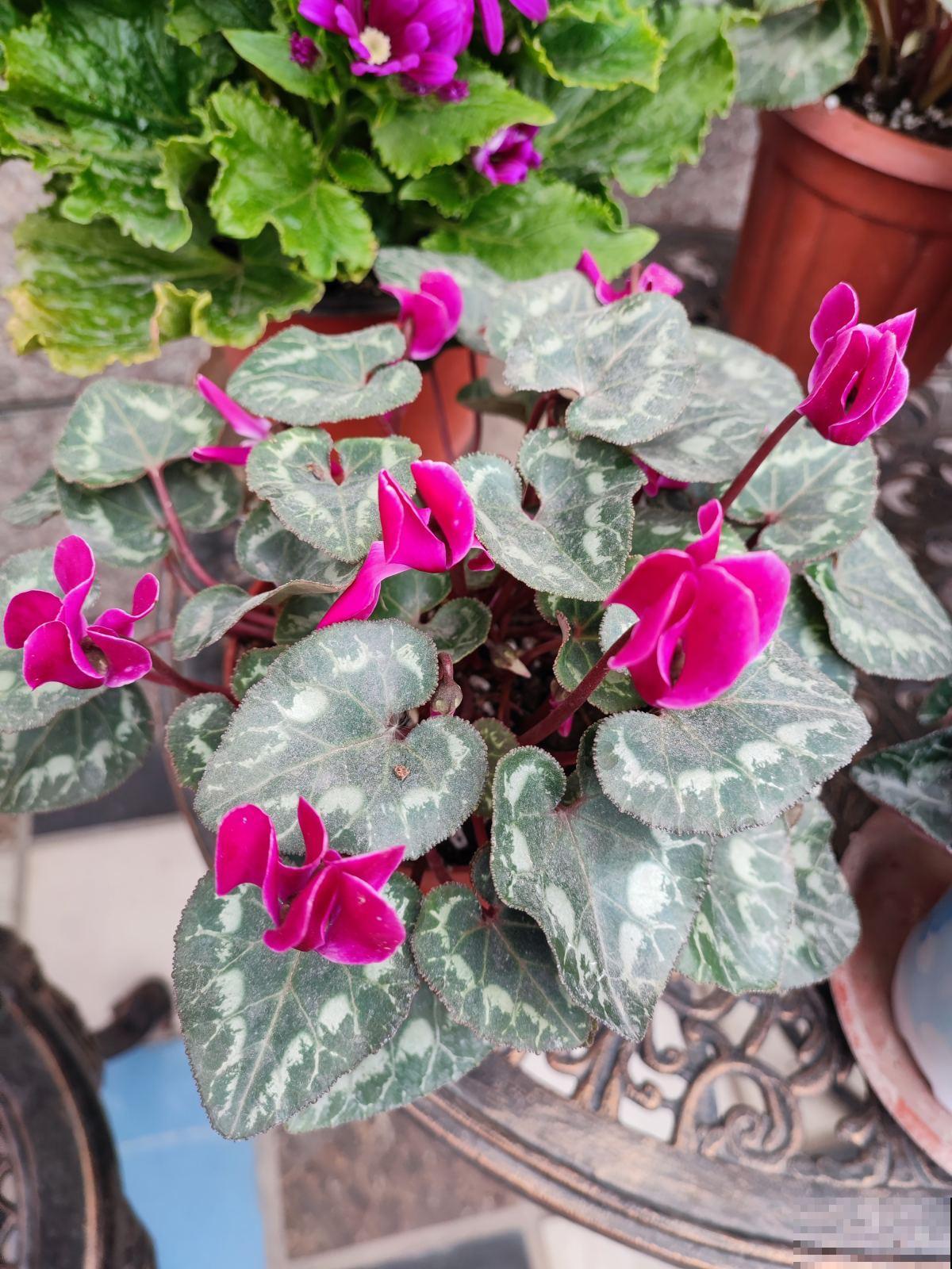 立春了，花草也别搬出去，冻死还是很容易