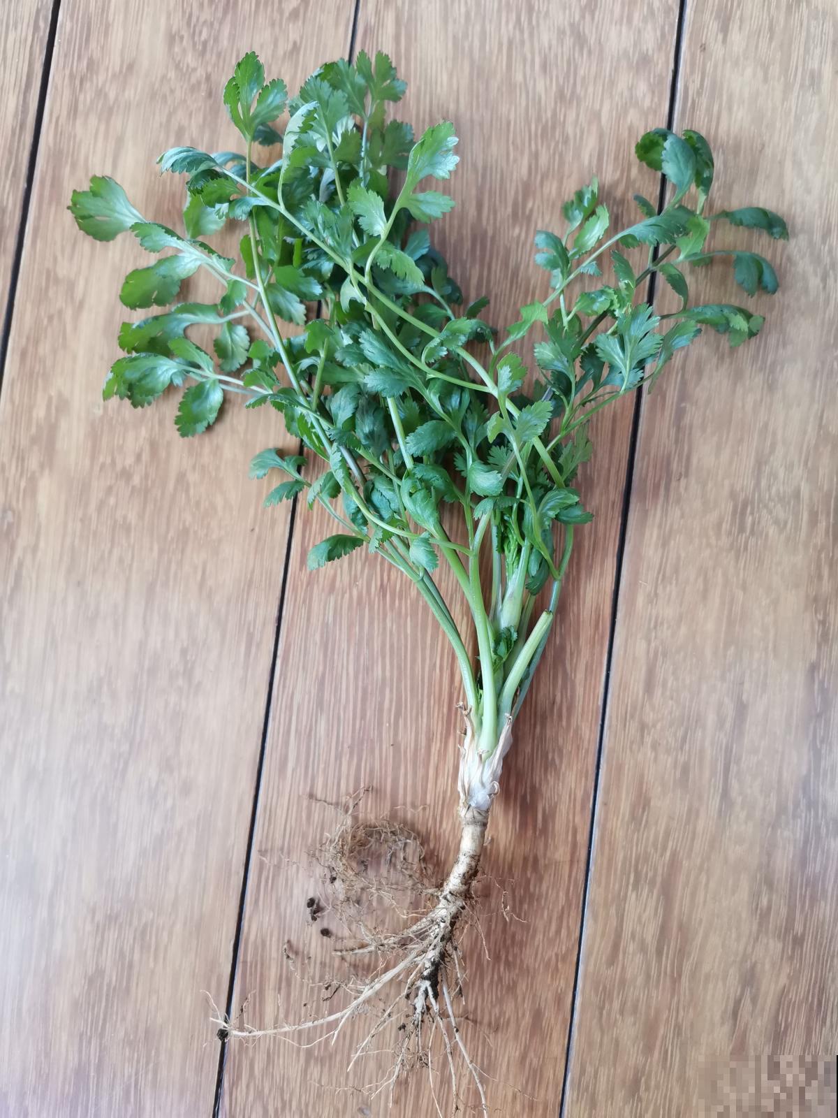 厨房养盆花，远离油烟，空气重新变清新