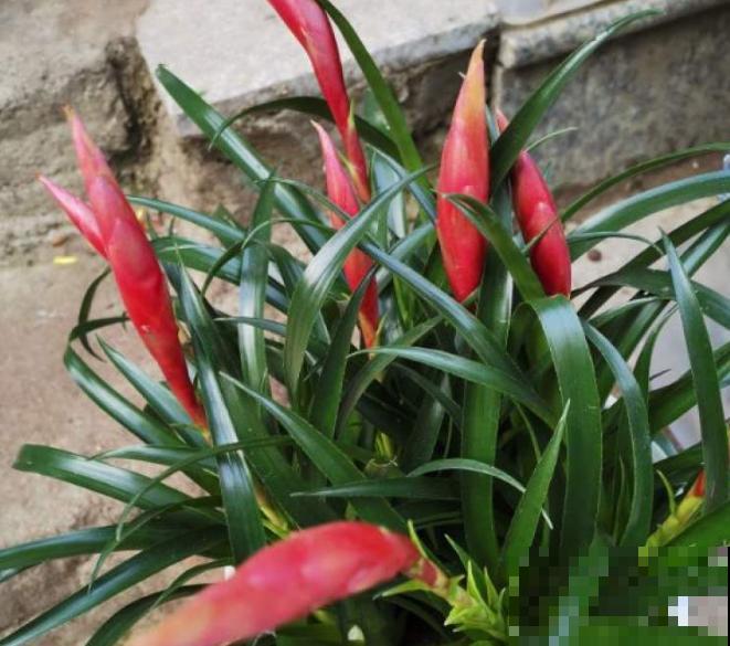 招财手小辣椒养殖简单，记住这5点，长势旺盛