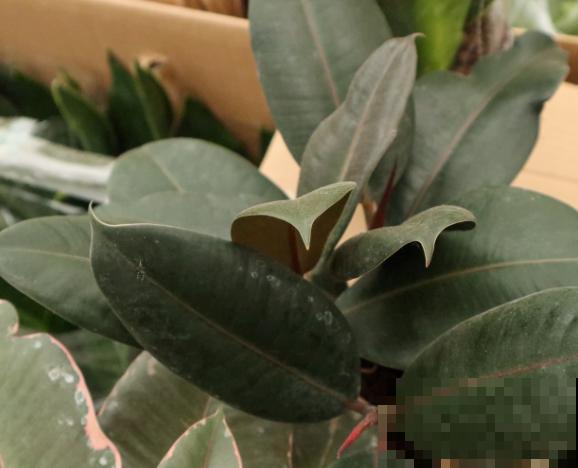 橡皮树扦插，学会这4步，成功率更高