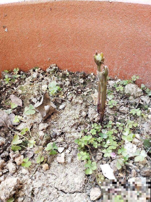 肥料中的“3个宝”,用好了植物呼呼长,关键是不伤根 肥料中的“3个宝”,用好了植物呼呼长,关键是不伤根