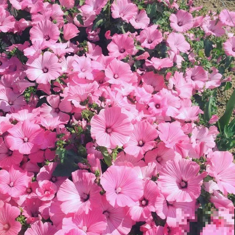 三月花葵“银杯”花，一开耀眼夺目，美上天了！