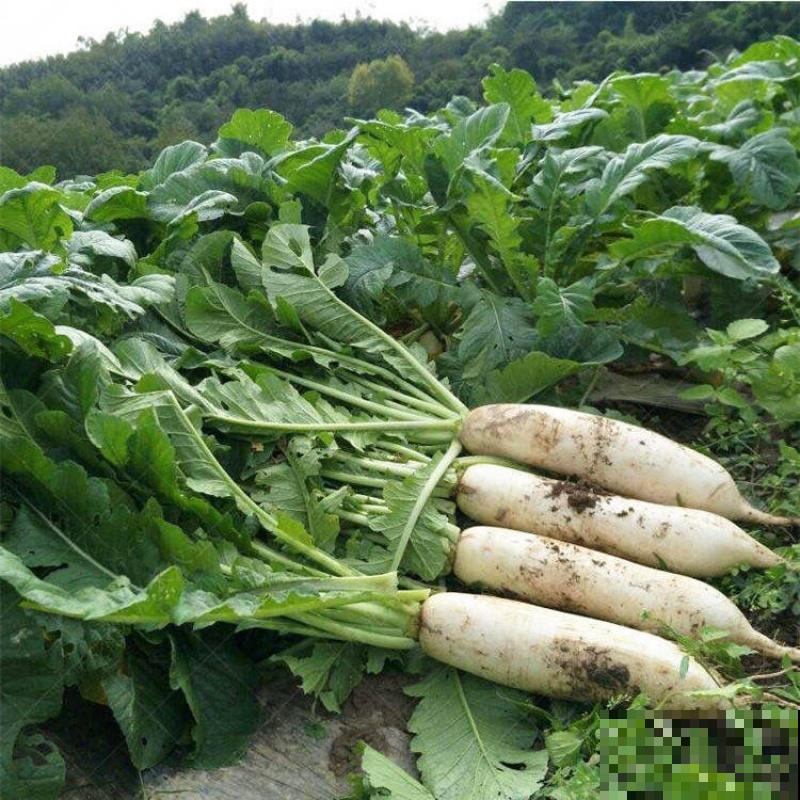 白萝卜苗移栽,注意这4点,轻松提高移栽成活率 白萝卜苗移栽,注意这4点,轻松提高移栽成活率