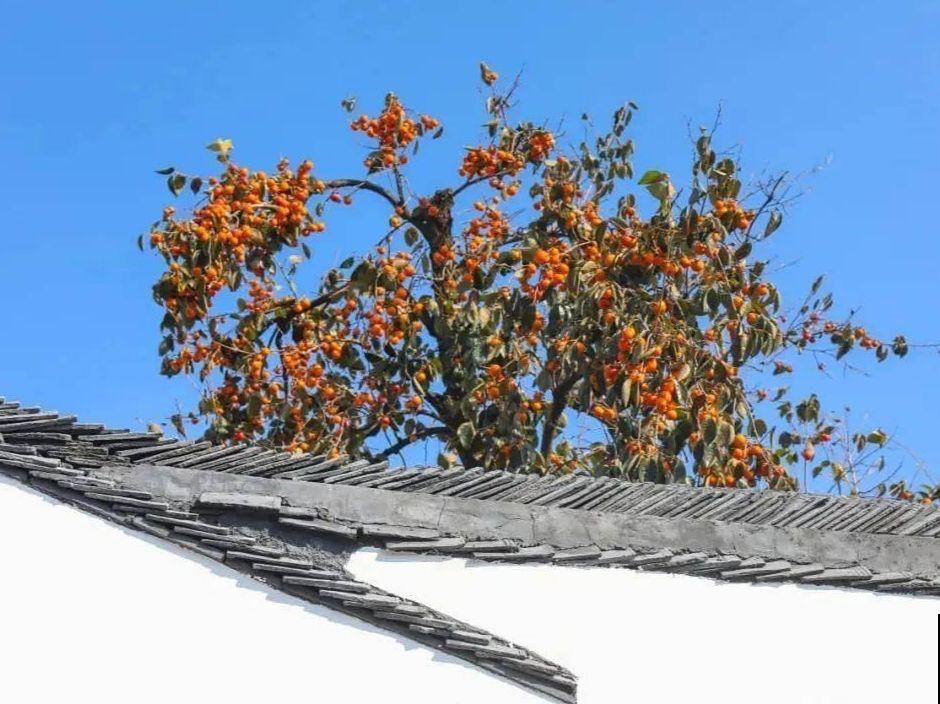 “家里有树,十有九富”,在家养棵树,养人旺家宅 “家里有树,十有九富”,在家养棵树,养人旺家宅