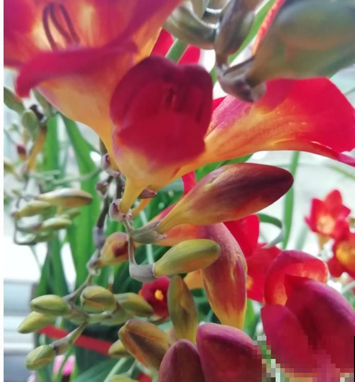 一种兰满屋飘香,开花又多又精致,被称作“活香水” 一种兰满屋飘香,开花又多又精致,被称作“活香水”