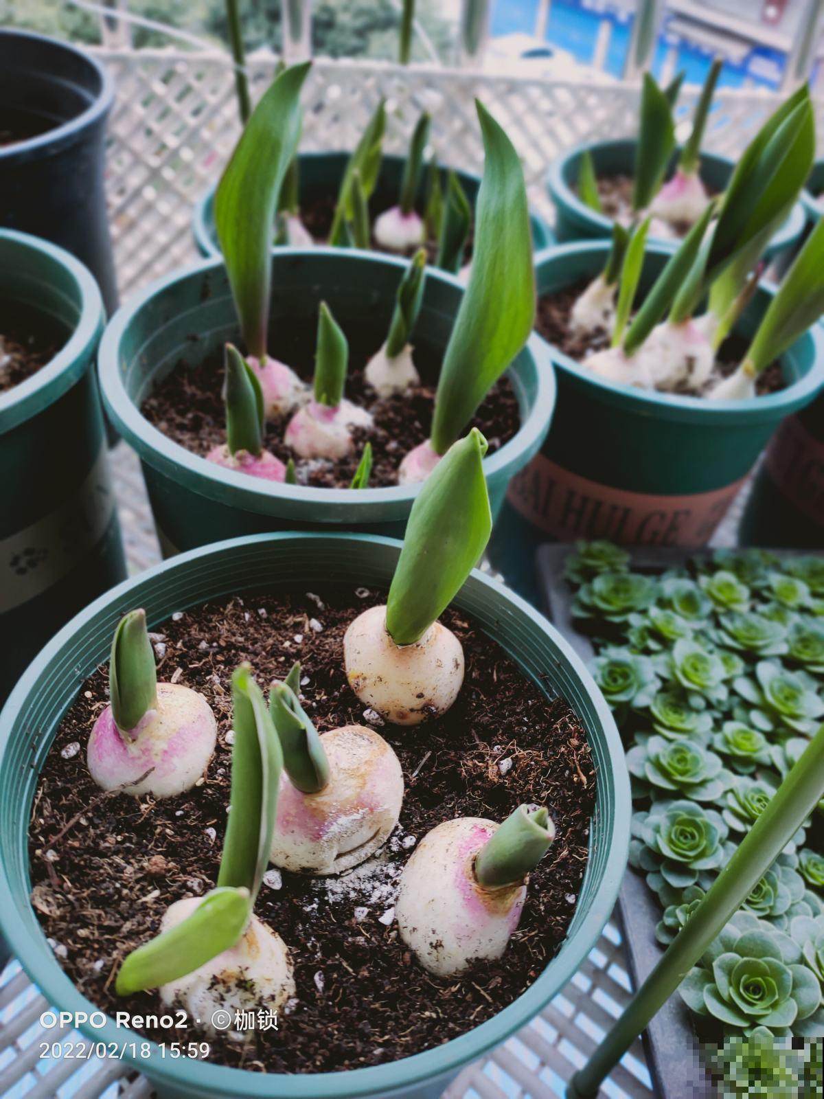 养花避开“有毒花”,家里出现频率特别高,实际很危险 养花避开“有毒花”,家里出现频率特别高,实际很危险