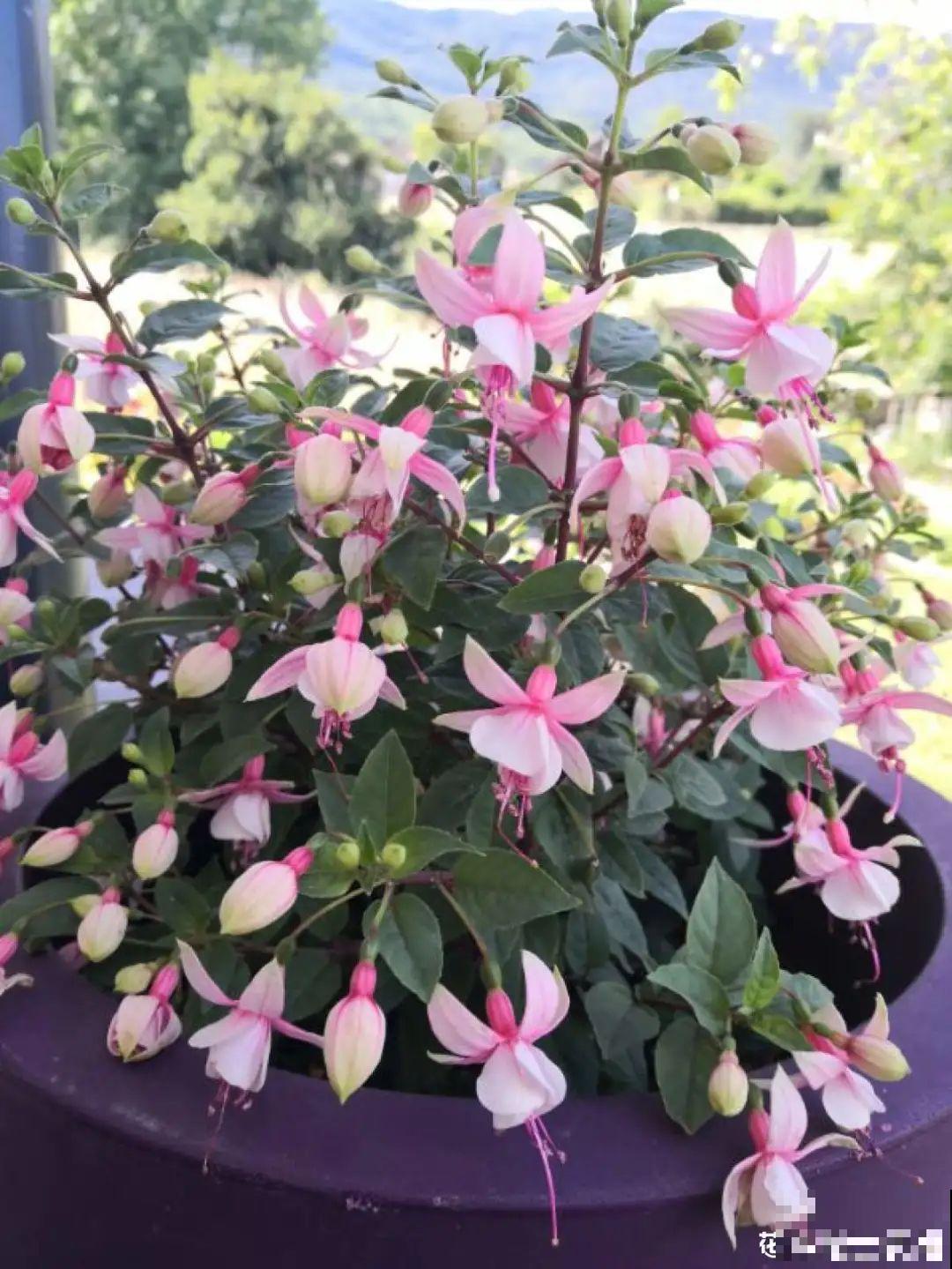 1种花春天开挂了，满盆都是小灯笼，吊起来养美翻天