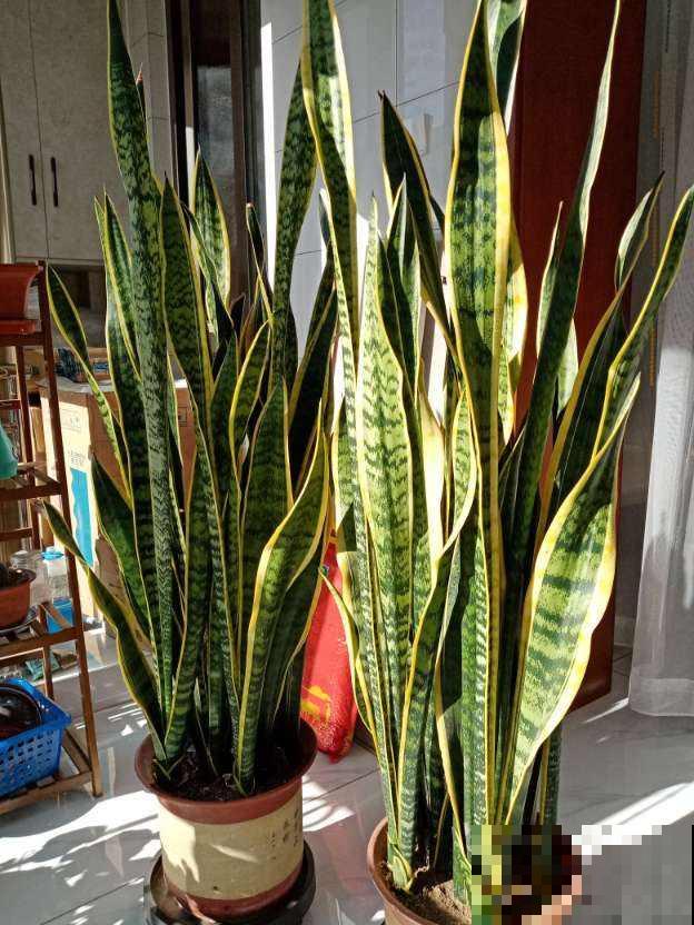 “家中养3花，旺人又旺家”，老祖宗留下的经验，值得钻研