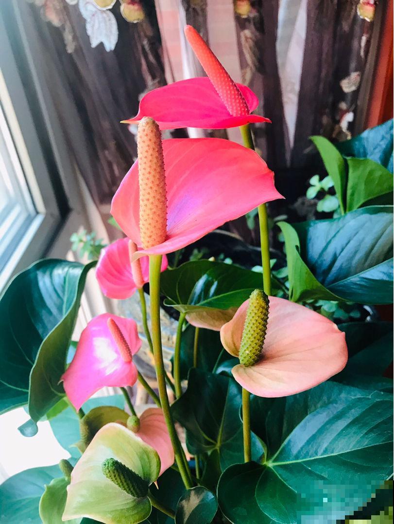 一盆“粉仙女”，开花仙气十足，关键是耐阴好养，北阳台也能养