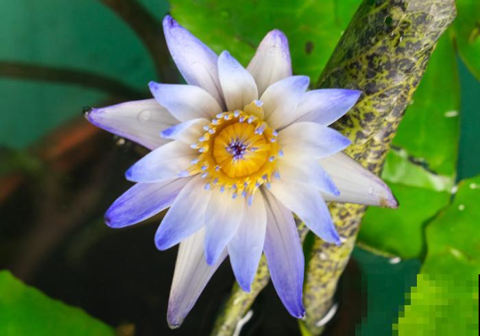 收到的睡莲切花，注意这4步，轻松开花