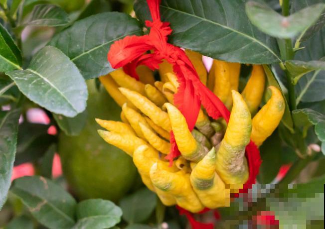 家里养盆招财佛手，有招财进宝好兆头，越养越旺家