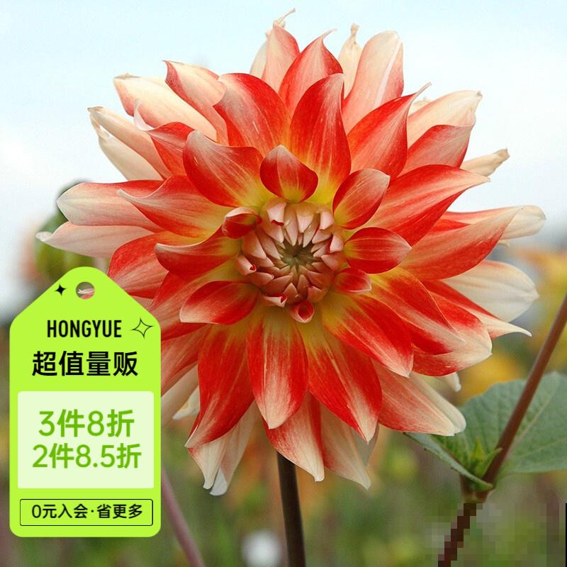 大丽花发芽后,注意这4点,轻松长出壮实苗 大丽花发芽后,注意这4点,轻松长出壮实苗