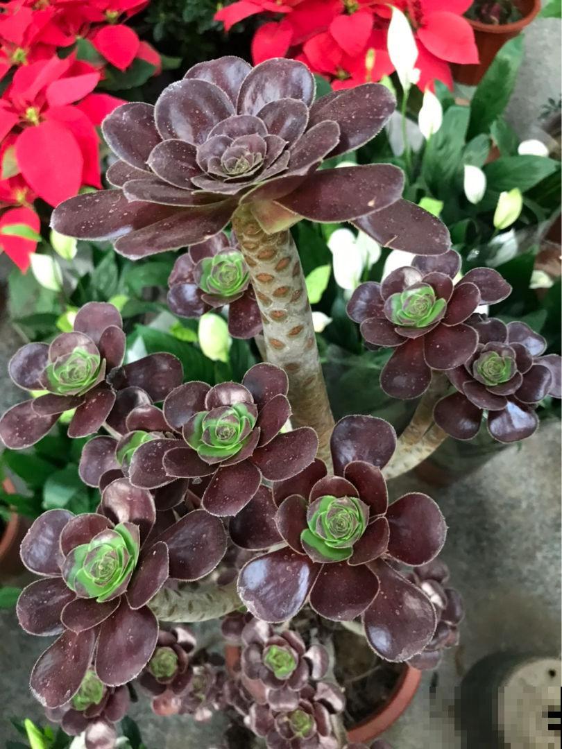 花市“捡漏”的5个技巧,学会了能省不少钱,适合新手小白 花市“捡漏”的5个技巧,学会了能省不少钱,适合新手小白