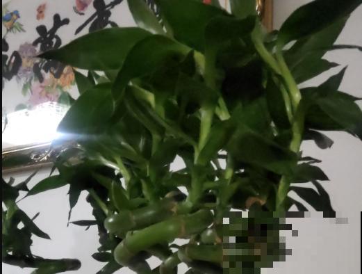 富贵竹叶子发黄别着急，学会这4点，状态会更好