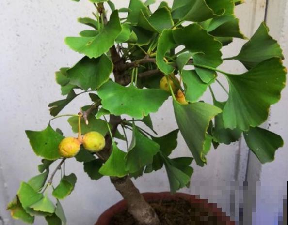 银杏树种植简单，记住这4步，养殖简单