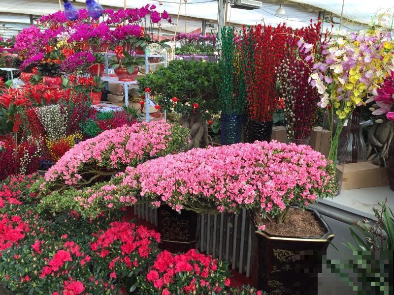 经常逛花市,4个省钱经验分享给大家,可要记好了 经常逛花市,4个省钱经验分享给大家,可要记好了