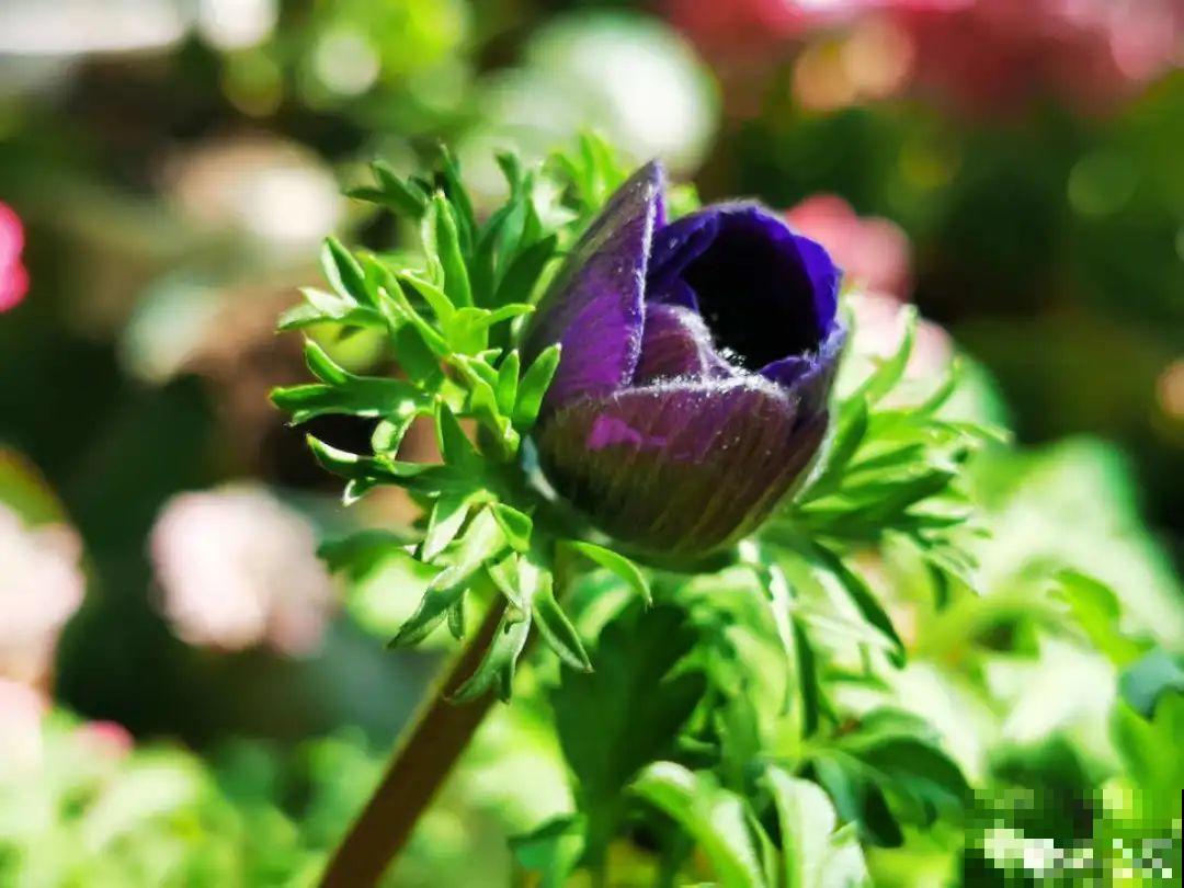 立春了，10种花最先上肥料，今年呼呼开到爆