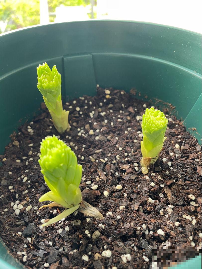 春天扦插4种花，剪个枝条插土里，嗖嗖冒芽，俩月开花